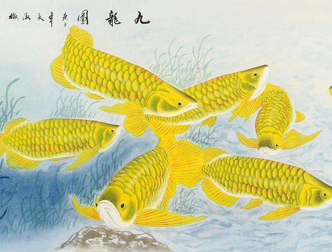金龍魚吉祥如意卡圖片