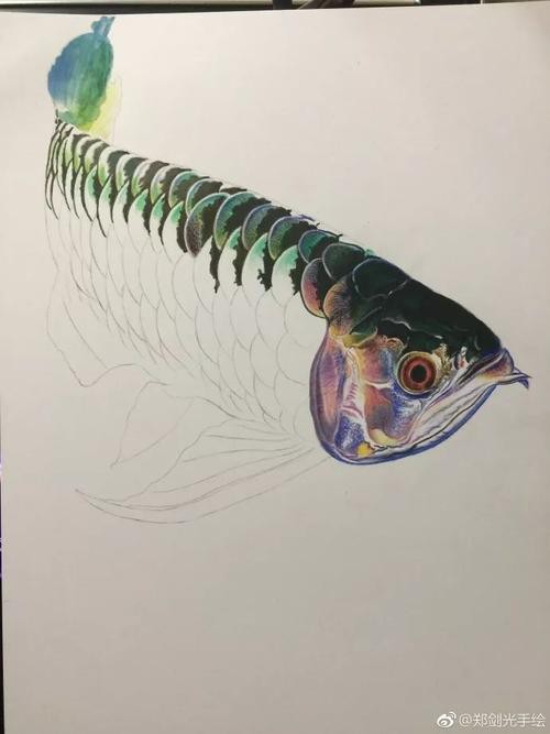 金龍魚吉祥如意卡圖片