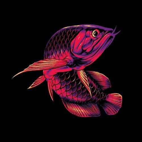 金龍魚吉祥如意卡圖片