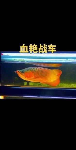紅龍戰車最帥的十張圖片