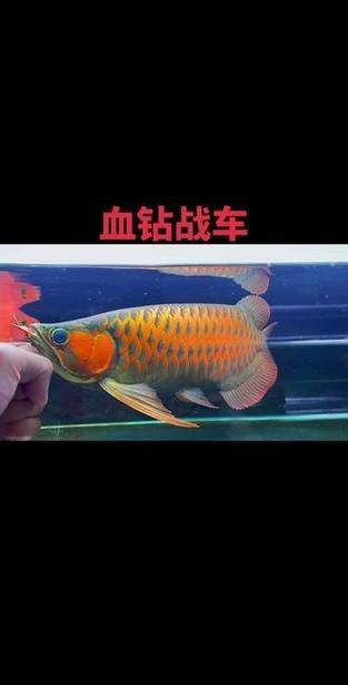 紅龍戰車最帥的十張圖片