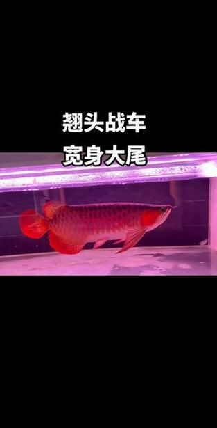 紅龍戰車最帥的十張圖片