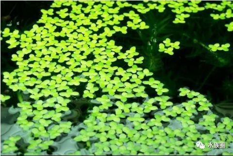 魚缸照明對植物生長的作用：不同植物對光照需求差異,魚缸照明的節能技巧有哪些？
