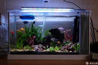 魚缸照明對植物生長的作用：不同植物對光照需求差異,魚缸照明的節能技巧有哪些？
