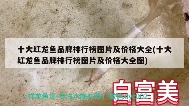 臺江區百花園觀賞魚店 臺江區百花園觀賞魚店 全國水族館企業名錄 第3張
