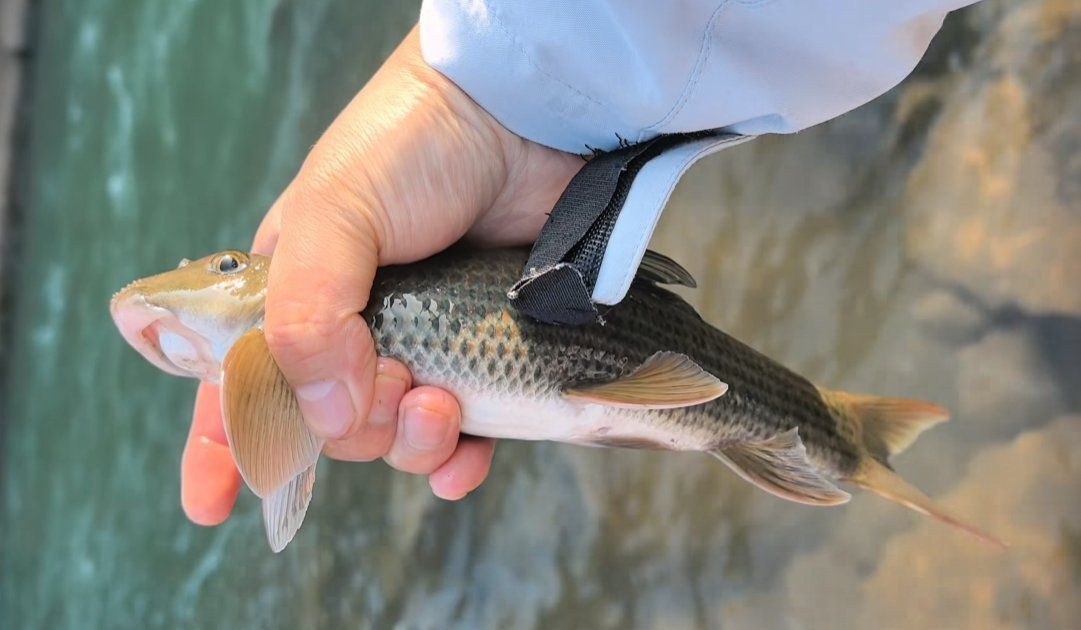 貴州青龍棒魚圖片及做法 貴州青龍棒魚圖片及做法 龍魚論壇 第1張