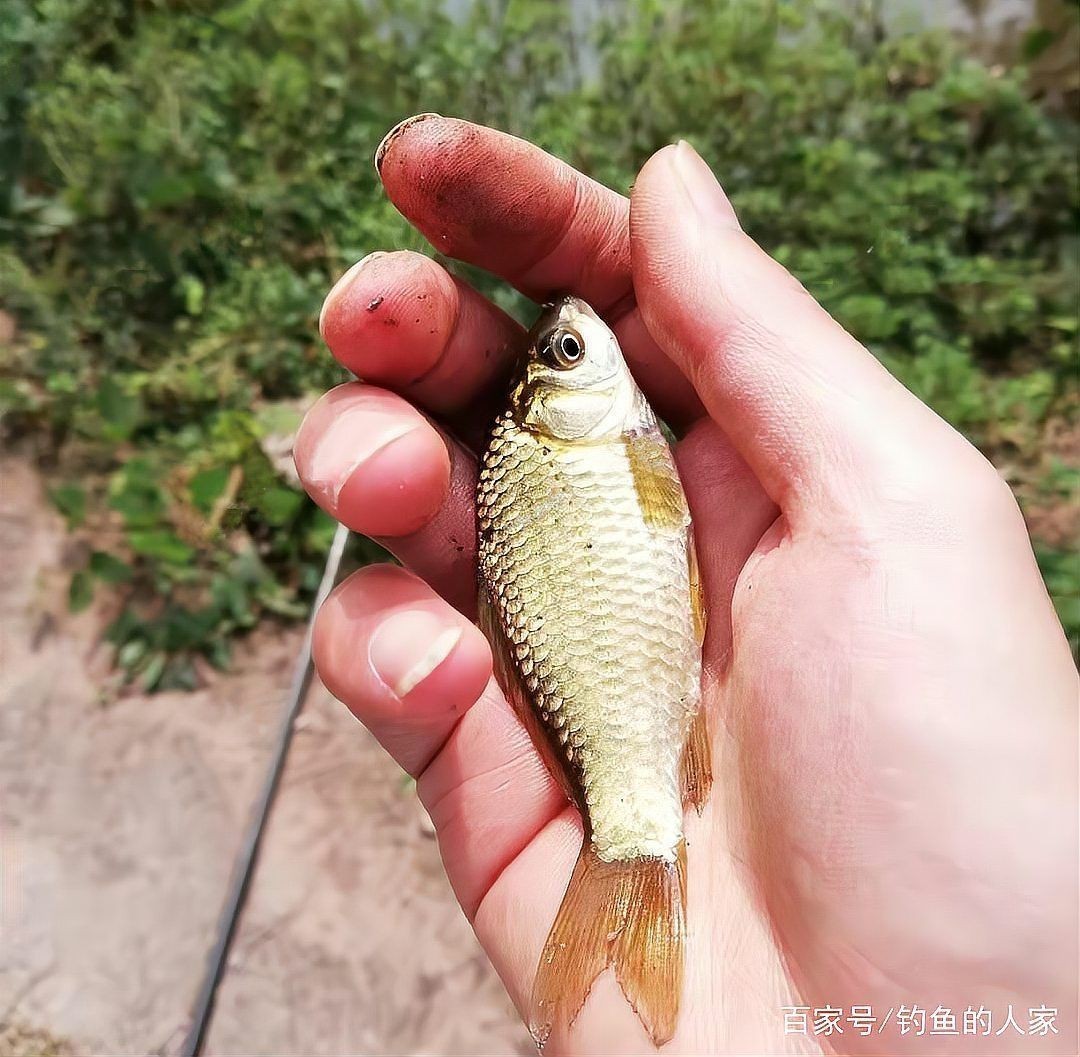 貴州青龍棒魚圖片及做法 貴州青龍棒魚圖片及做法 龍魚論壇 第2張