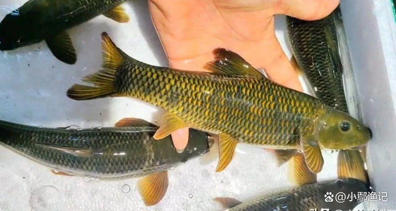 貴州青龍棒魚圖片及做法 貴州青龍棒魚圖片及做法 龍魚論壇 第3張