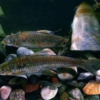 貴州青龍棒魚圖片及做法 貴州青龍棒魚圖片及做法 龍魚論壇 第6張