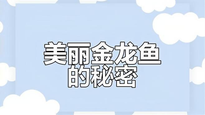 金龍魚動態視頻素材