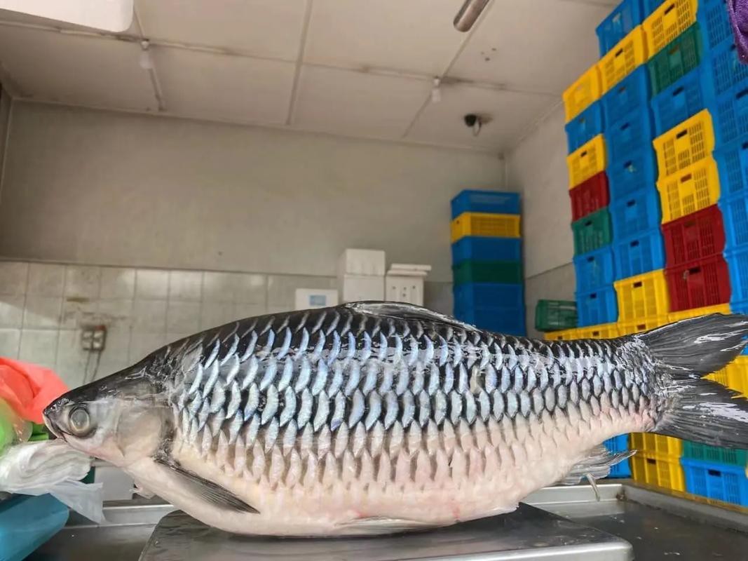 帝王魚圖片