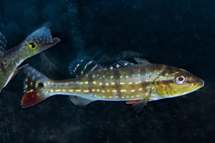 帝王魚圖片