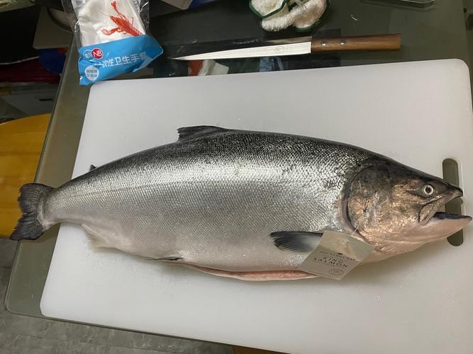 帝王魚圖片