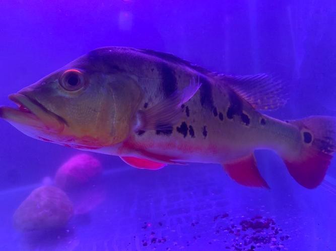 帝王魚圖片