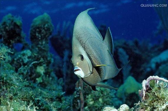 帝王魚圖片