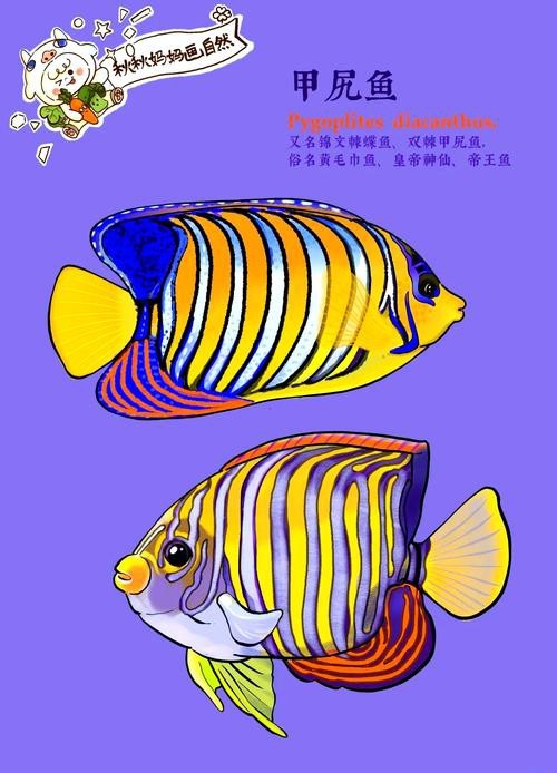 帝王魚圖片