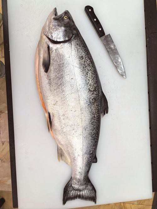 帝王魚圖片