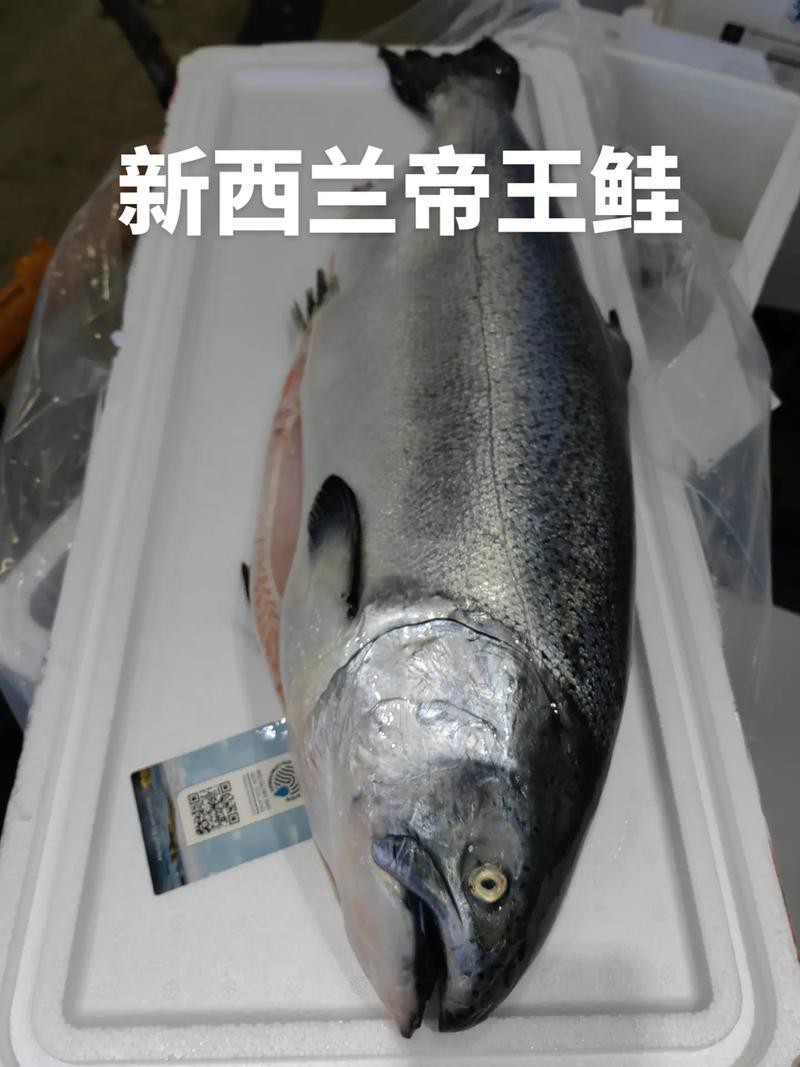 帝王魚圖片