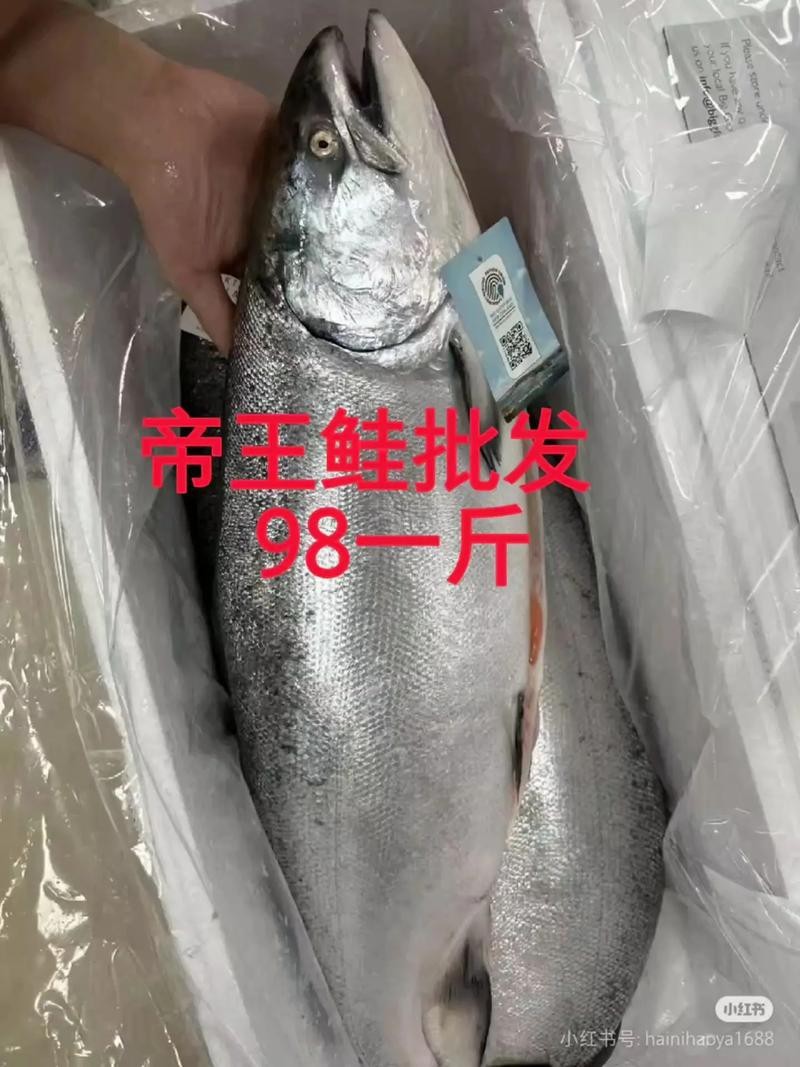 帝王魚圖片
