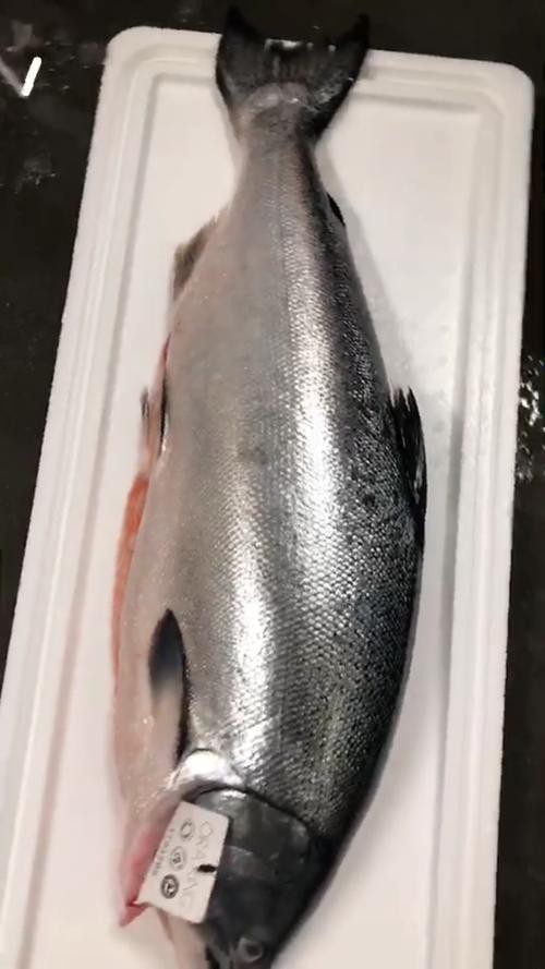 帝王魚圖片
