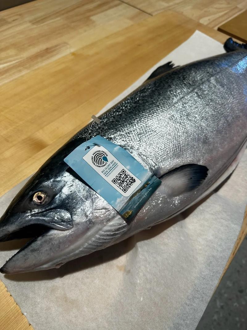 帝王魚圖片