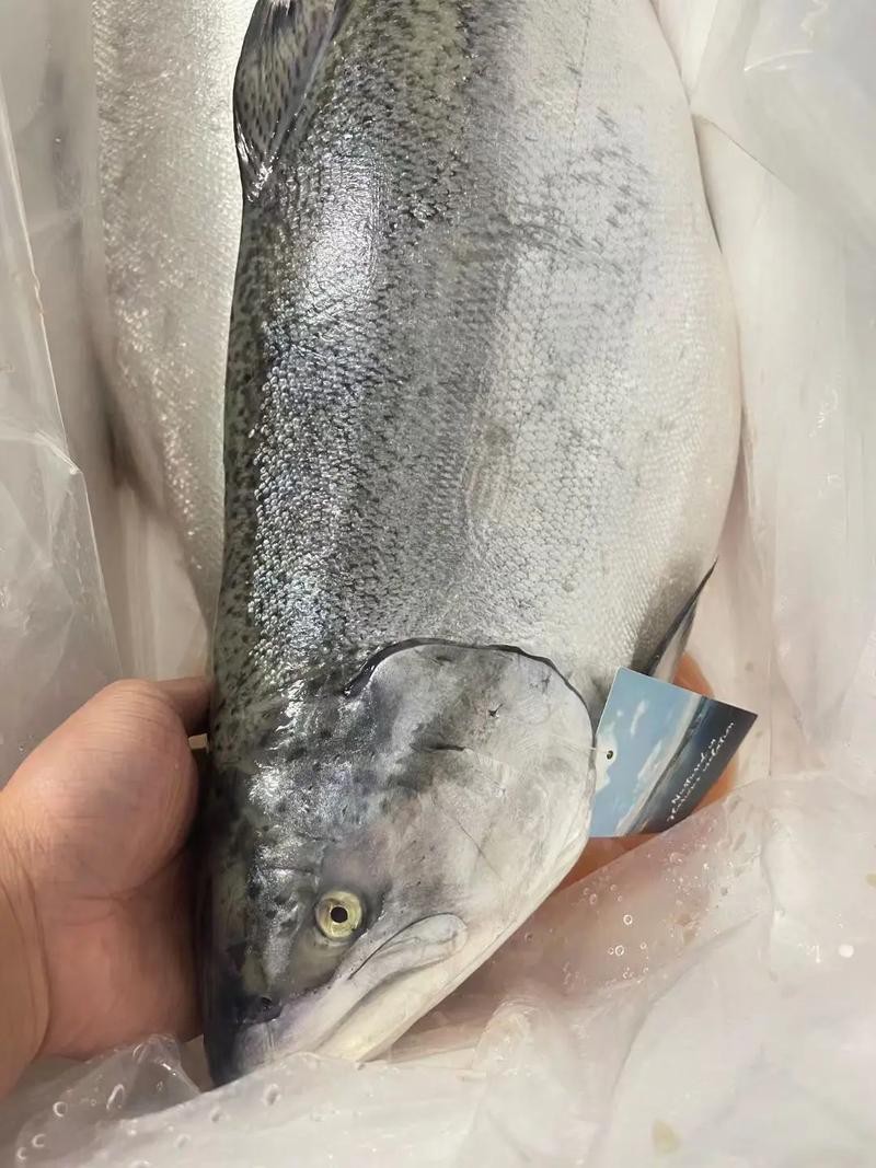 帝王魚圖片