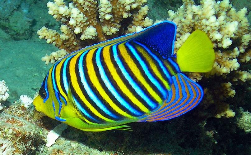 帝王魚圖片