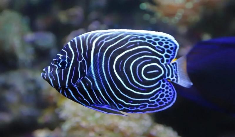 帝王魚圖片