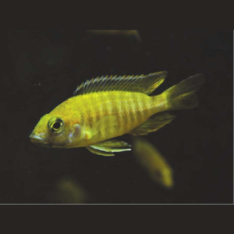 帝王魚圖片