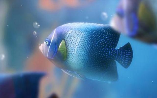 市中區(qū)魚寶行水族店