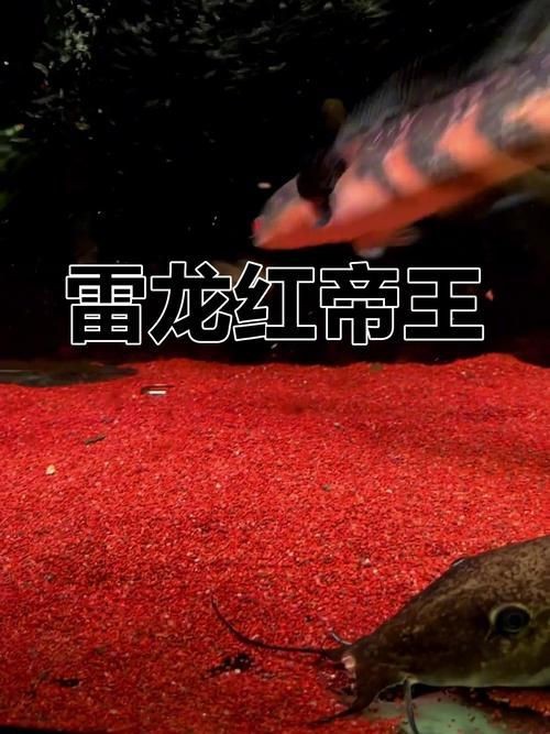 紅帝王雷龍魚圖片