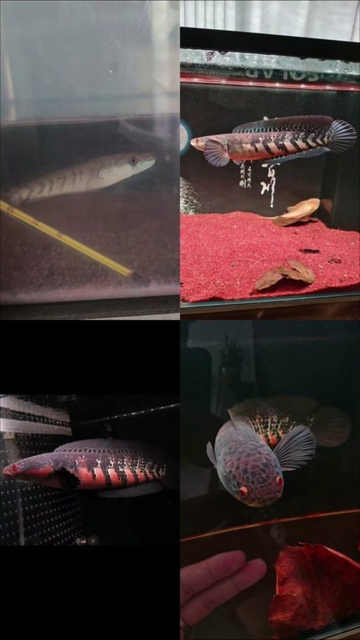 紅帝王雷龍魚圖片