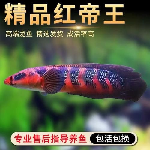 紅帝王雷龍魚圖片