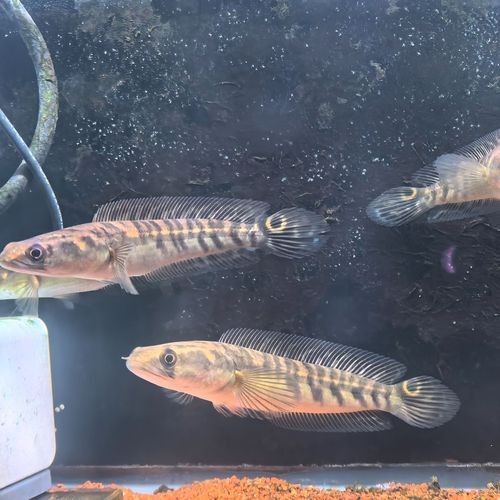 紅帝王雷龍魚圖片