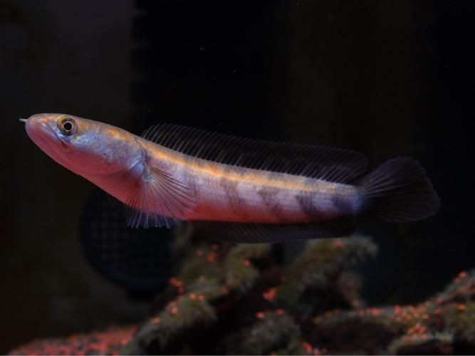 紅帝王雷龍魚圖片