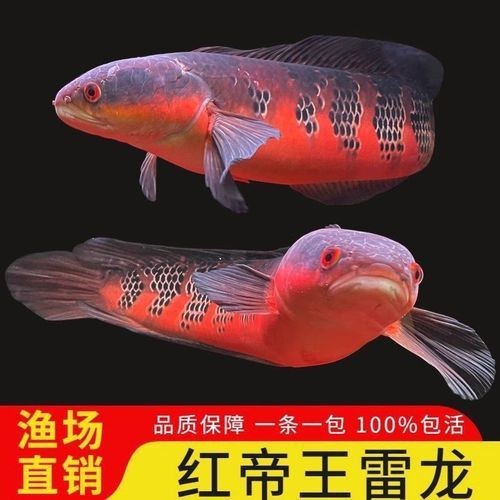 紅帝王雷龍魚圖片