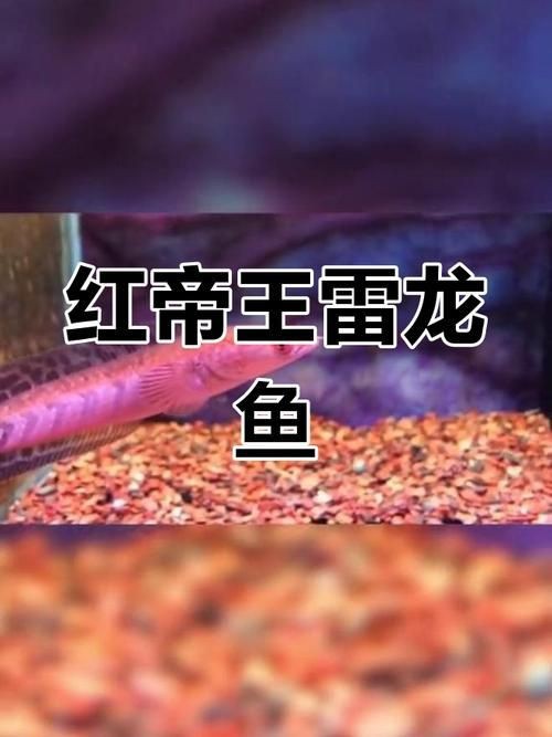 紅帝王雷龍魚圖片