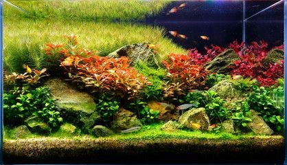 紅鯉魚的魚缸中放水草對水質的影響是什么水草對魚的影響：養魚新手入門指南