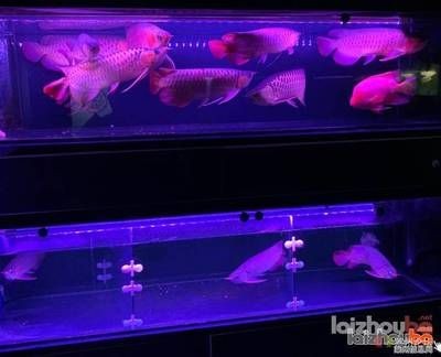 紅龍魚魚缸側(cè)燈放在什么位置【紅龍魚側(cè)燈的正確擺放方法】 紅龍魚魚缸側(cè)燈放在什么位置【紅龍魚側(cè)燈的正確擺放方法】 龍魚百科 第1張