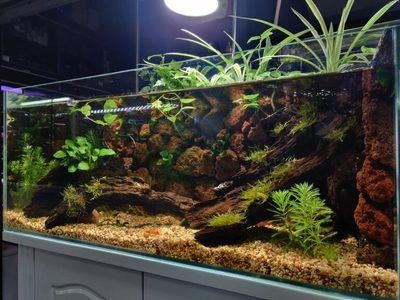 魚缸多少錢一個？（大型魚缸價格在1700到2000元左右）