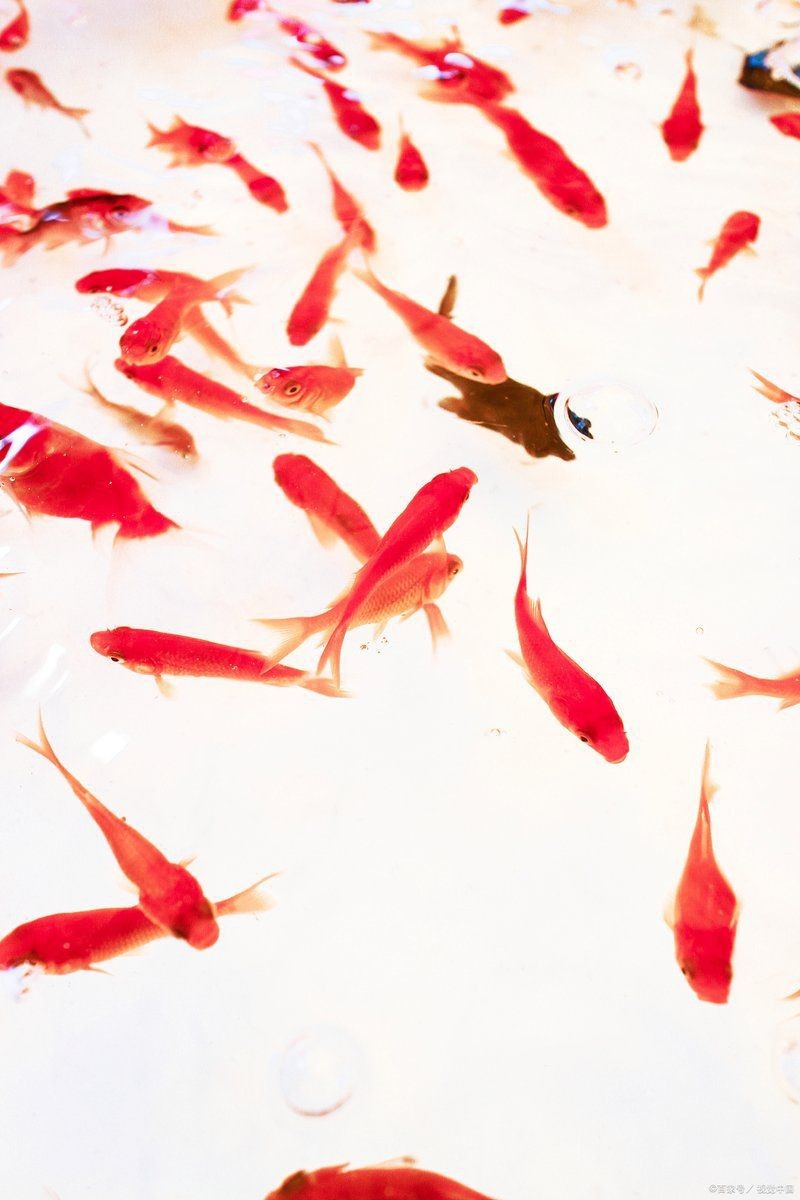 紅鯉魚的寓意和象征