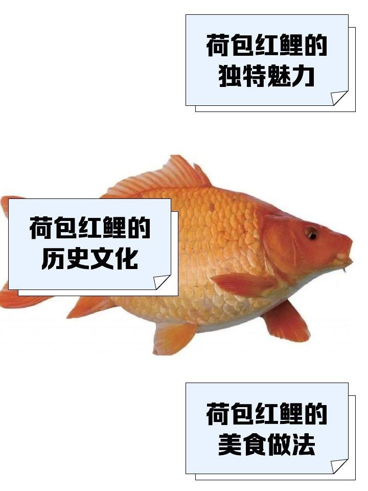紅鯉魚的寓意和象征