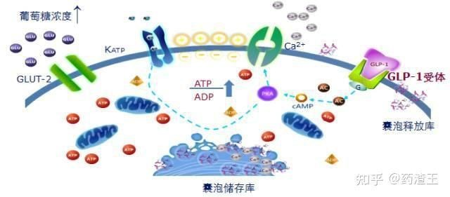 賈玲吃的減肥藥叫什么