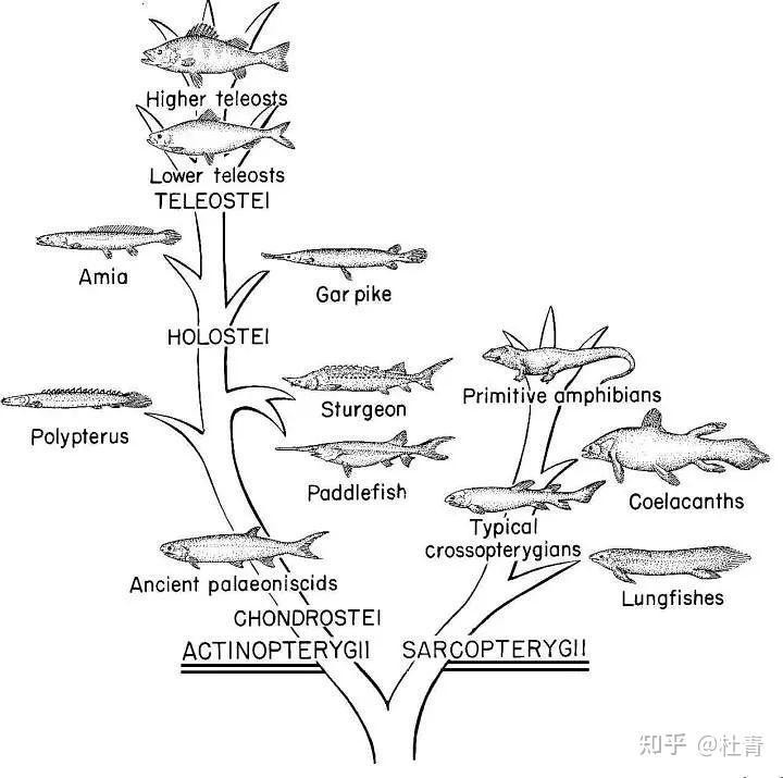 第一條魚的誕生
