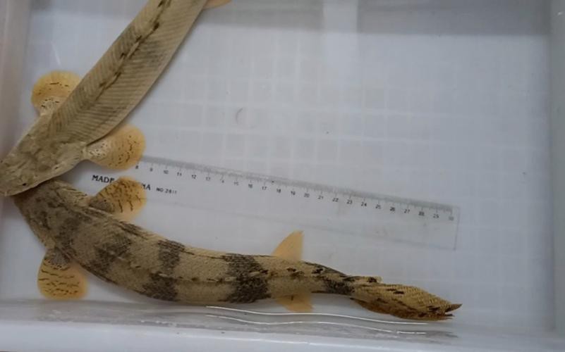 虎斑恐龍魚視頻大全圖片欣賞