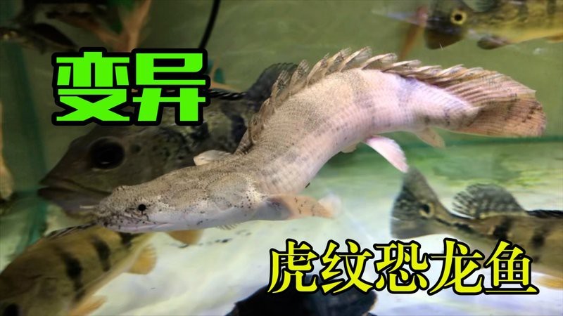 虎斑恐龍魚視頻大全圖片欣賞
