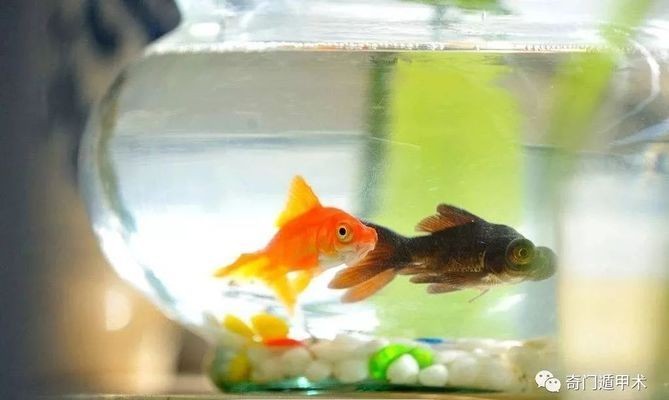 床邊放魚缸：床邊放魚缸對(duì)睡眠影響研究魚缸對(duì)睡眠影響研究