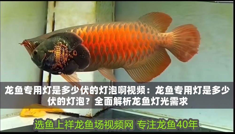 龍魚專用燈是多少伏的燈泡啊視頻：龍魚專用燈是多少伏的燈泡？全面解析龍魚燈光需求