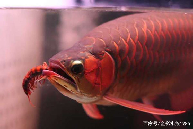 客廳放龍魚最忌諱什么