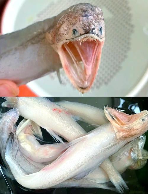 給我一些龍頭魚的圖片